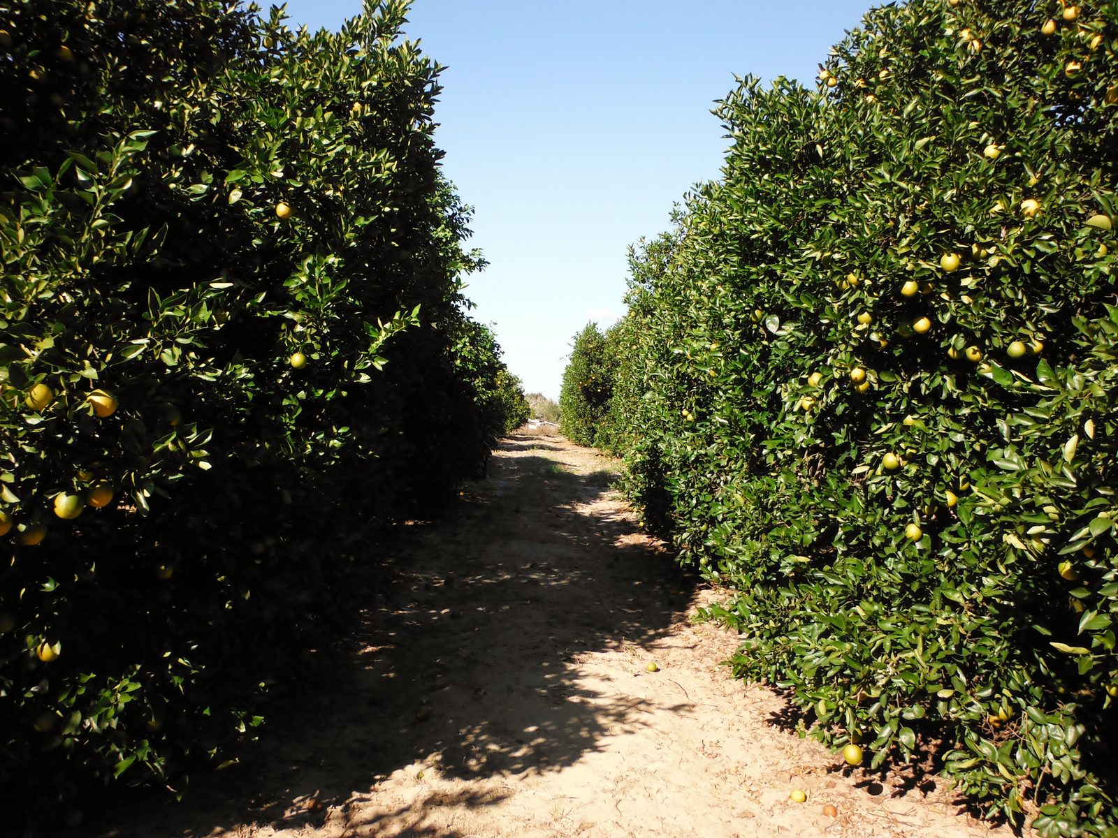Fort Pierce citrus industry packing house and orange groves in St. Lucie County